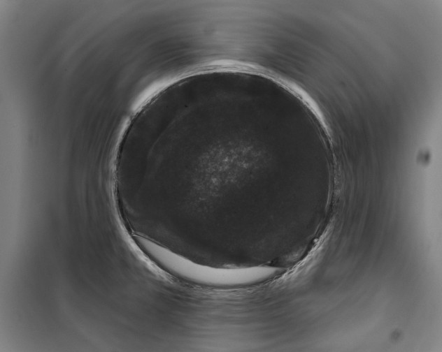 X0000099501381200806121405