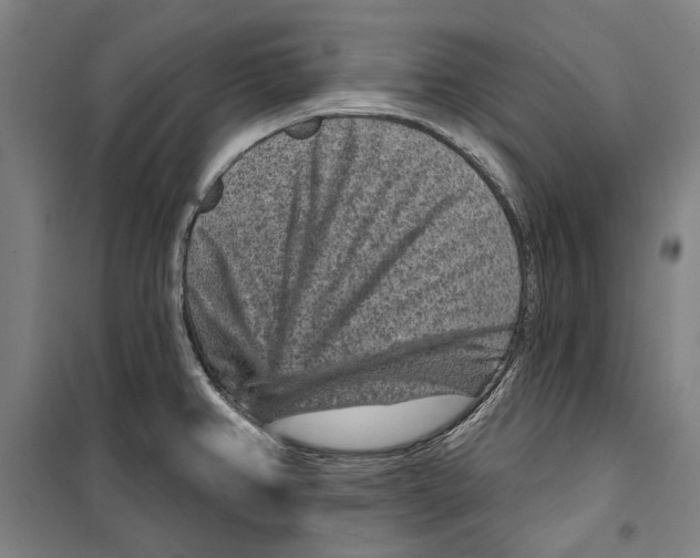 X0000099501382200806121405