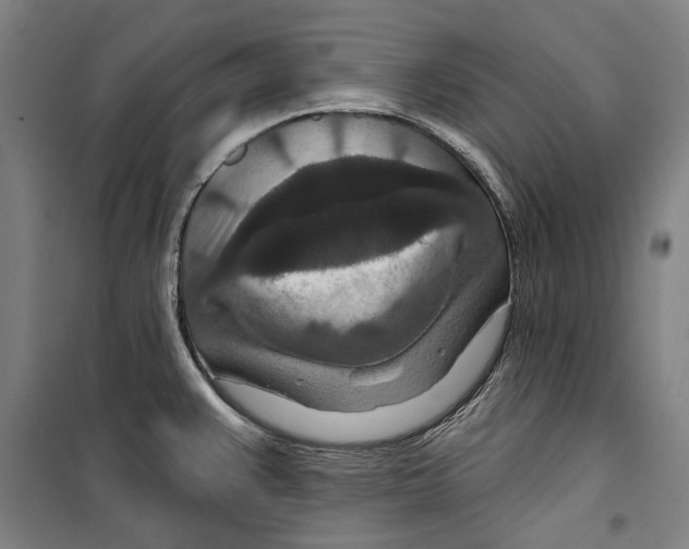 X0000099501383200806121405