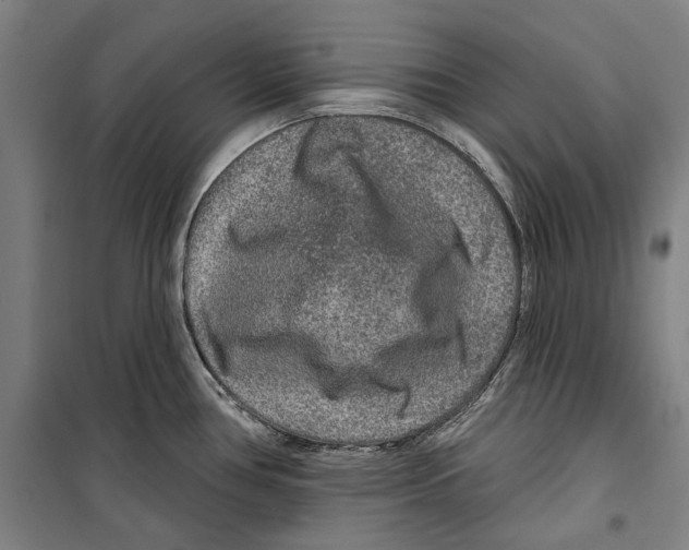 X0000099501386200806121405