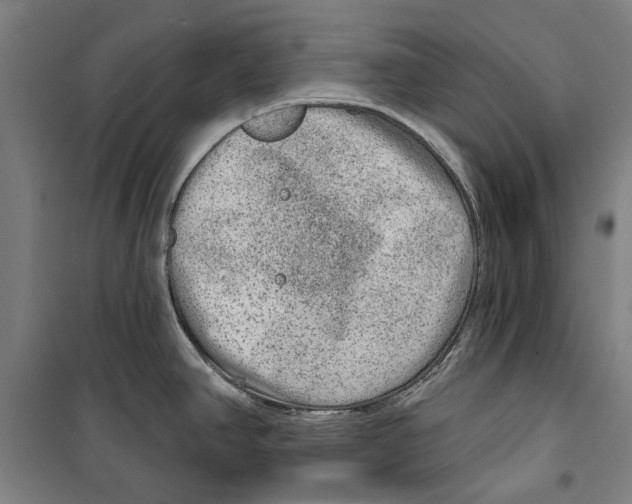 X0000099501390200806121405