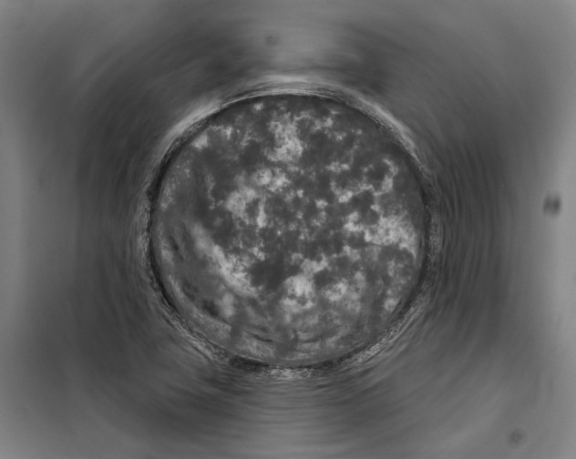 X0000099501411200806121405