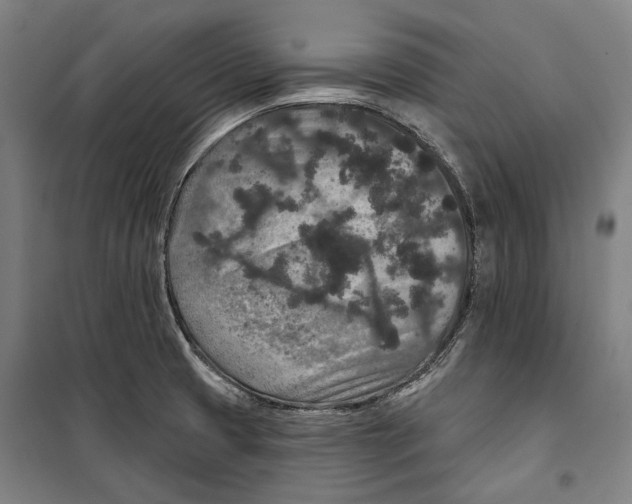 X0000099501425200806121405