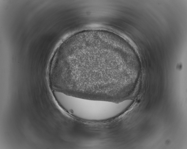 X0000099501429200806121405