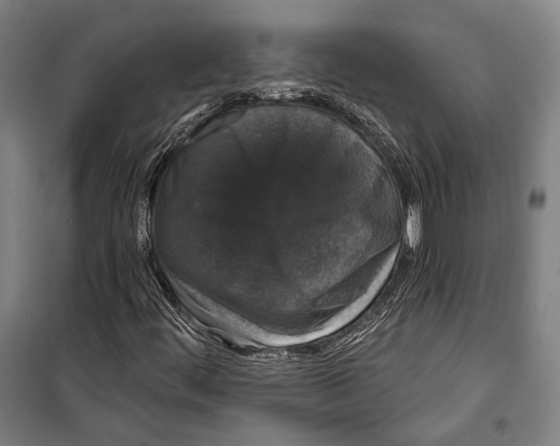 X0000099501444200806121404