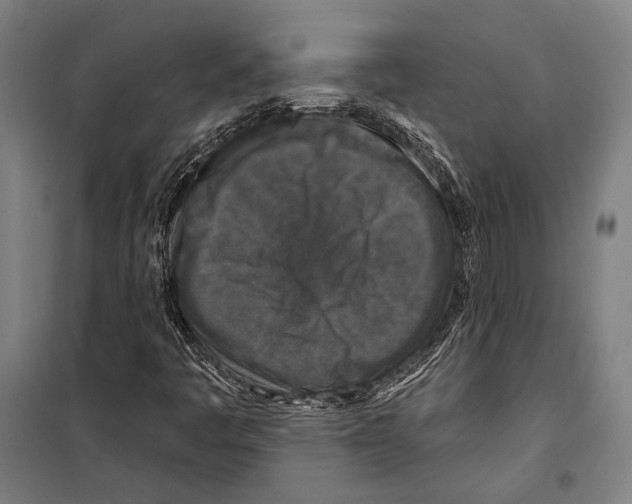 X0000099501445200806121404