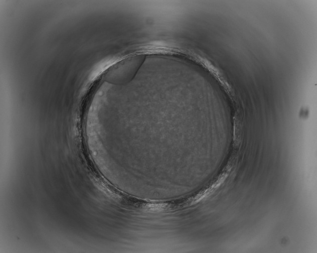 X0000099501453200806121404