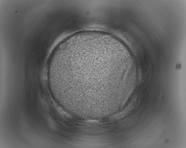 X0000099501462200806121404