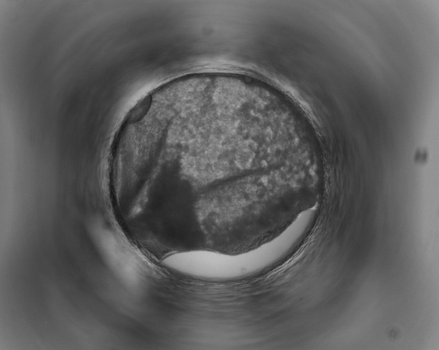 X0000099501463200806121404