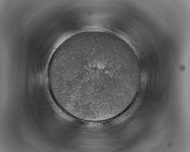 X0000099501466200806121404