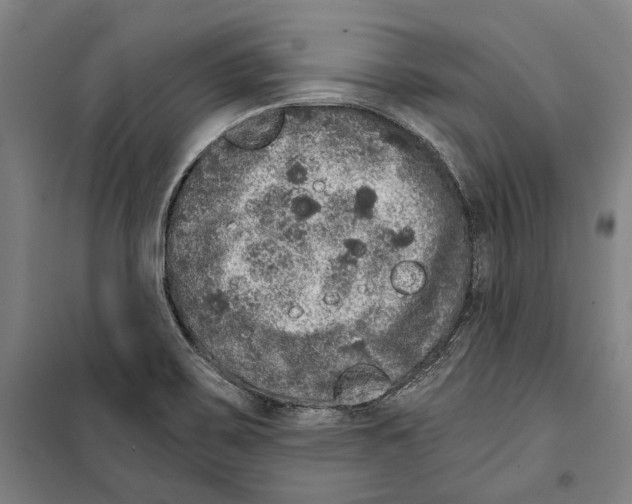 X0000099501467200806121404