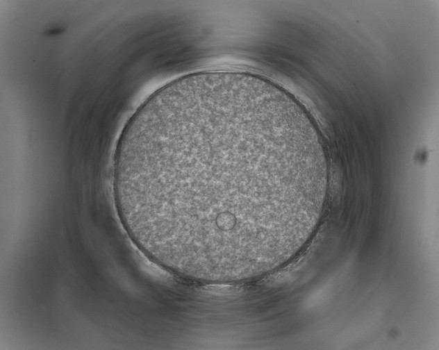 X0000099501478200806121404