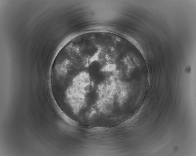 X0000099501482200806121404