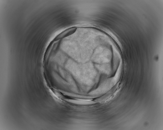 X0000099501485200806121404