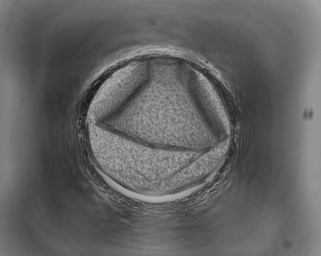 X0000099501496200806121403