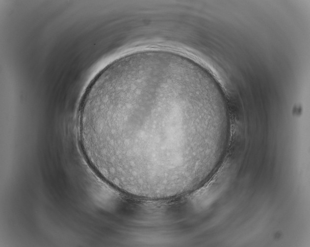 X0000099501514200806121403