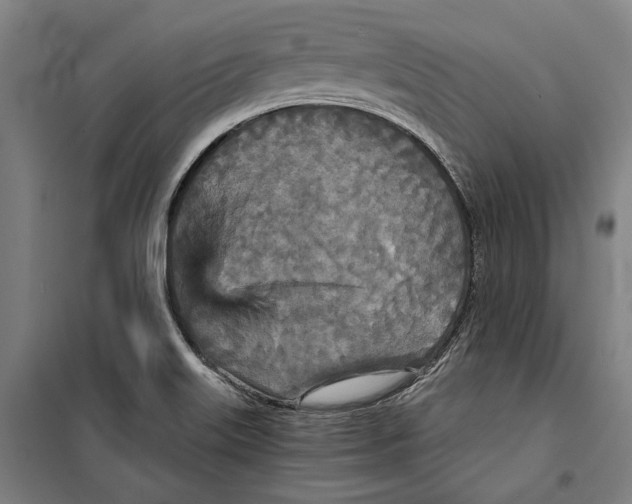 X0000099501515200806121403