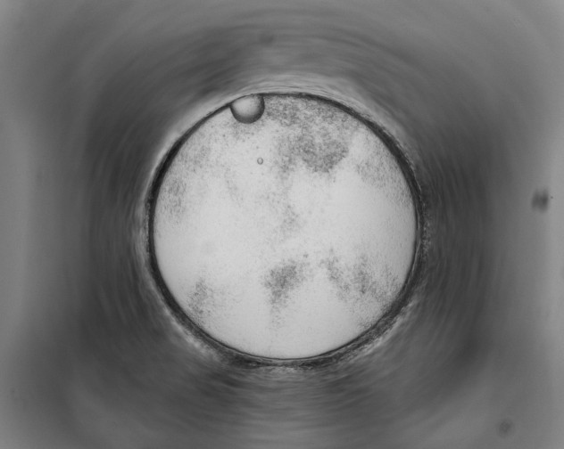 X0000099501517200806121403