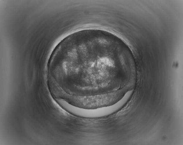 X0000099501527200806121403