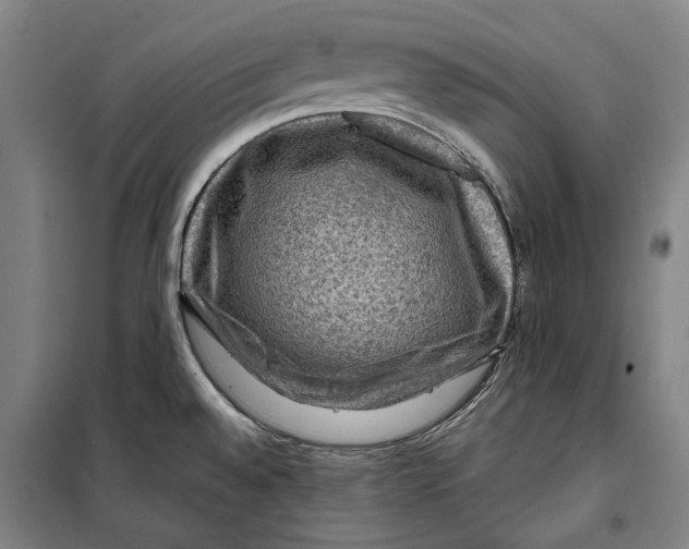 X0000099501528200806121403