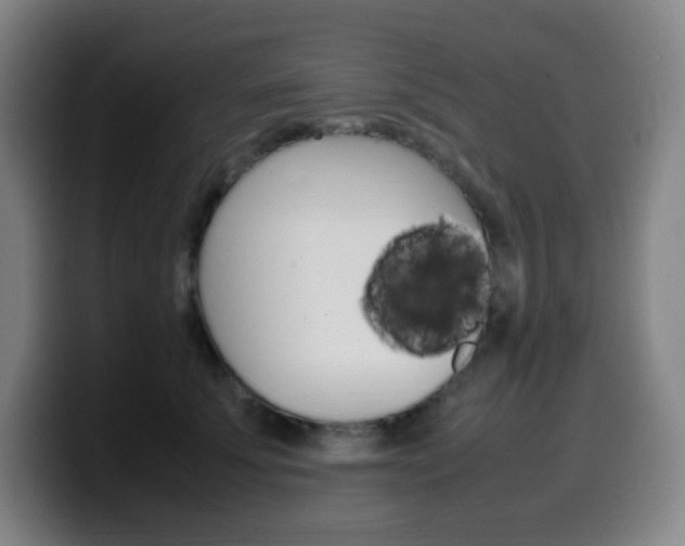 X0000099510707200805151011