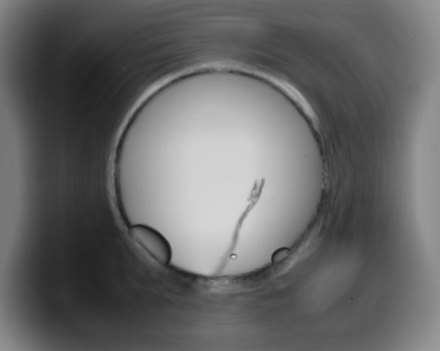 X0000099510903200805151008