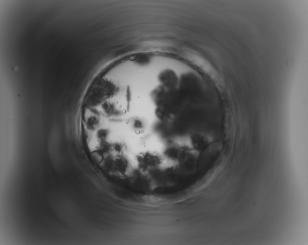 X0000099511275200805151003