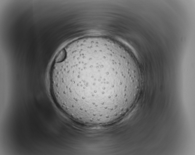 X0000099511467200805151000
