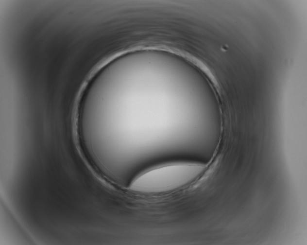 X0000099511525200805151000