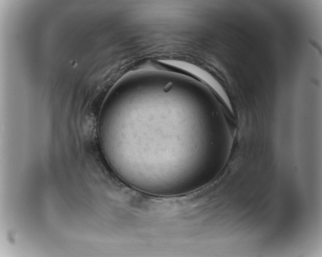 X0000099510029200805151511