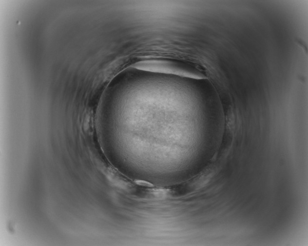 X0000099510233200805151508