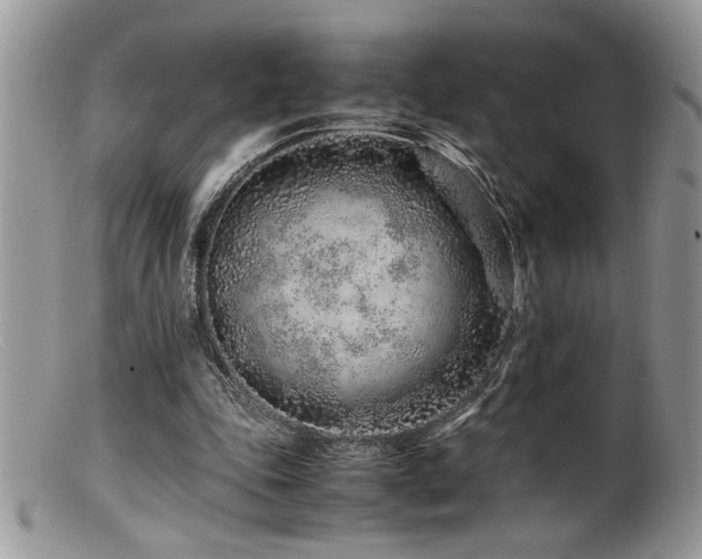 X0000099510343200805151505