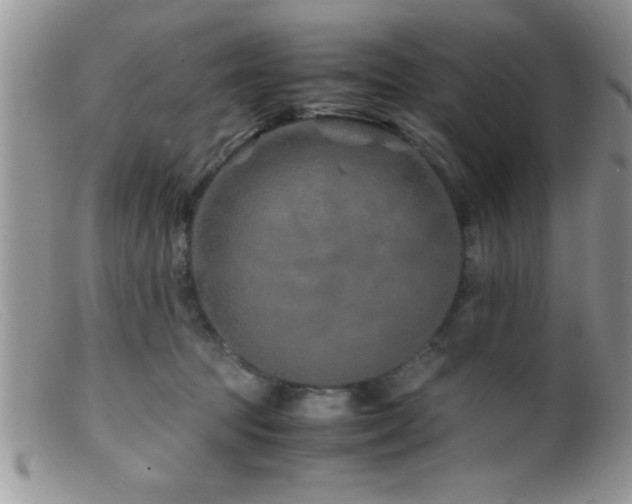 X0000099510369200805151506