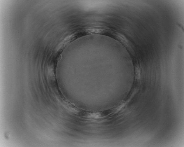 X0000099510377200805151506