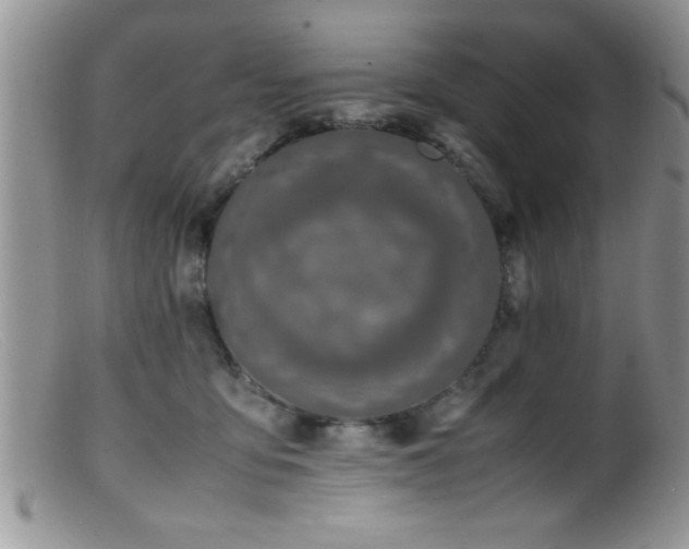 X0000099510419200805151504