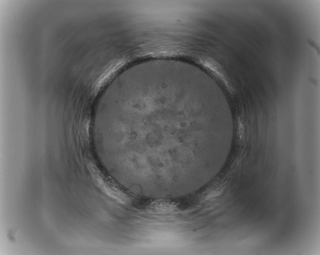 X0000099510491200805151503