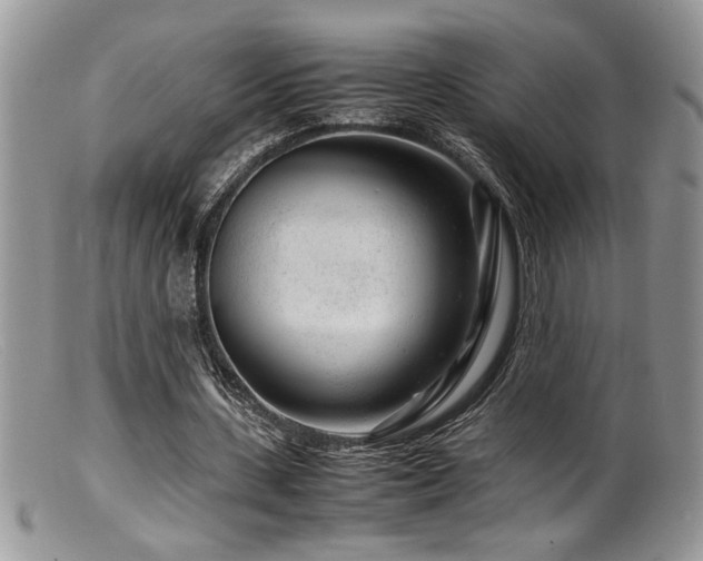 X0000099510531200805151501