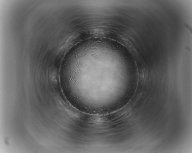 X0000099510663200805151500