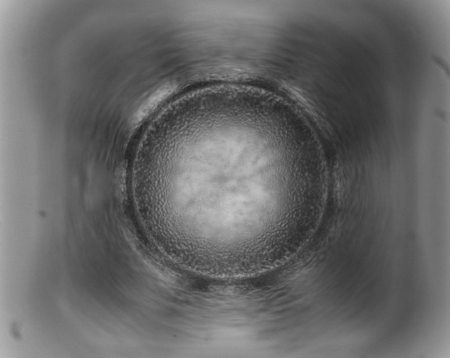 X0000099510679200805151500