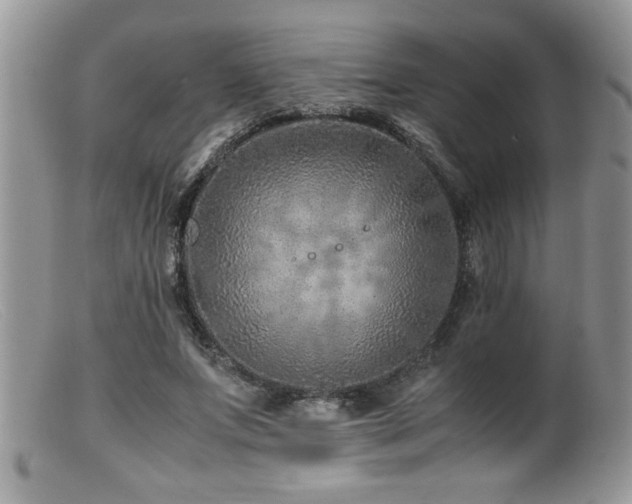 X0000099510687200805151459
