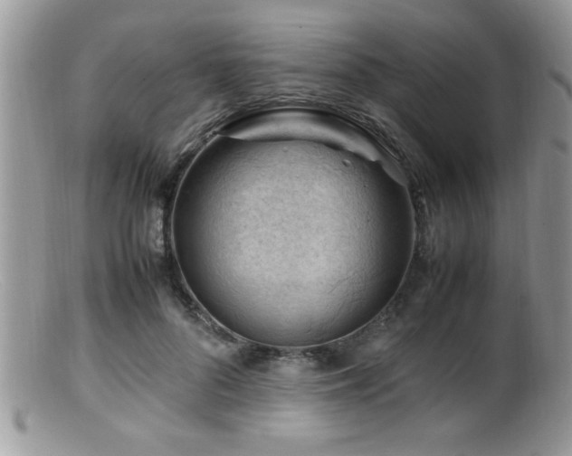 X0000099510696200805151459