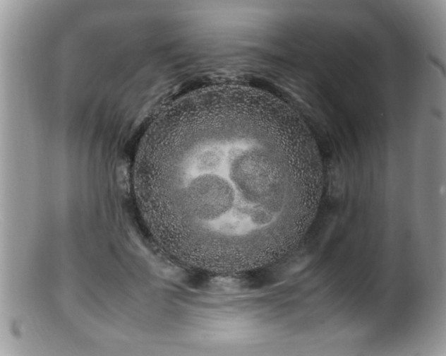 X0000099510699200805151459