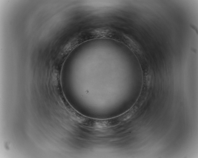 X0000099510757200805151459