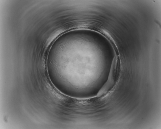 X0000099510835200805151457