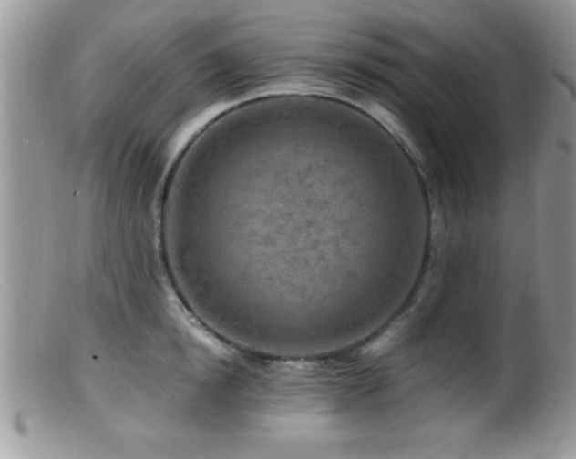 X0000099510854200805151457
