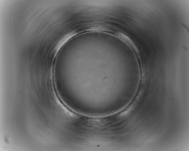 X0000099510855200805151457