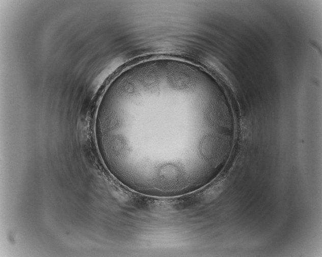 X0000099510875200805151457