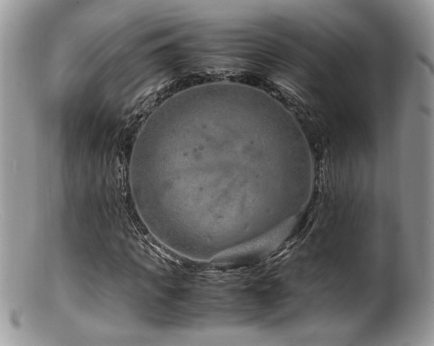 X0000099510917200805151455