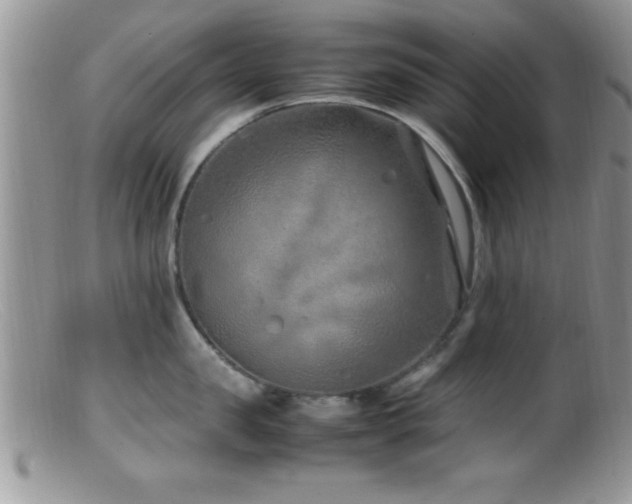 X0000099510957200805151456