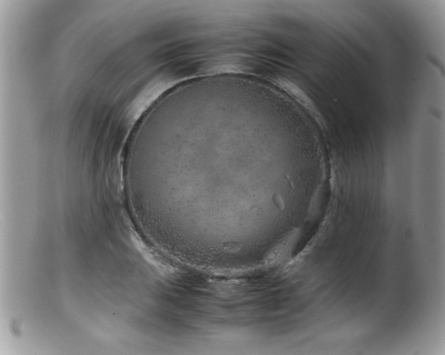 X0000099511031200805151454